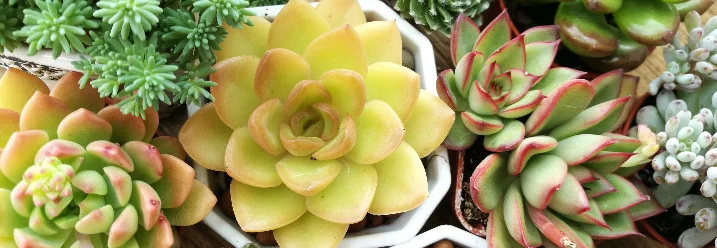 Vielzahl an Sukkulenten